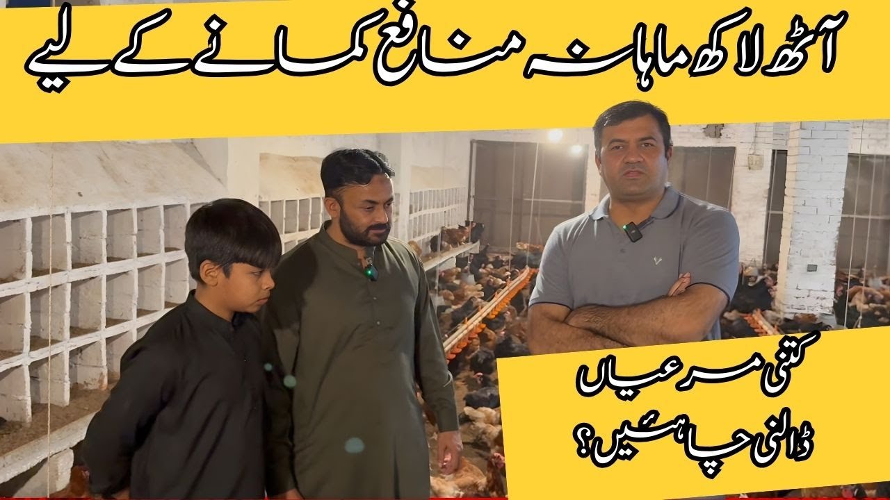 Earn 8 Lakh Monthly — How Many Birds Needed?Video 651