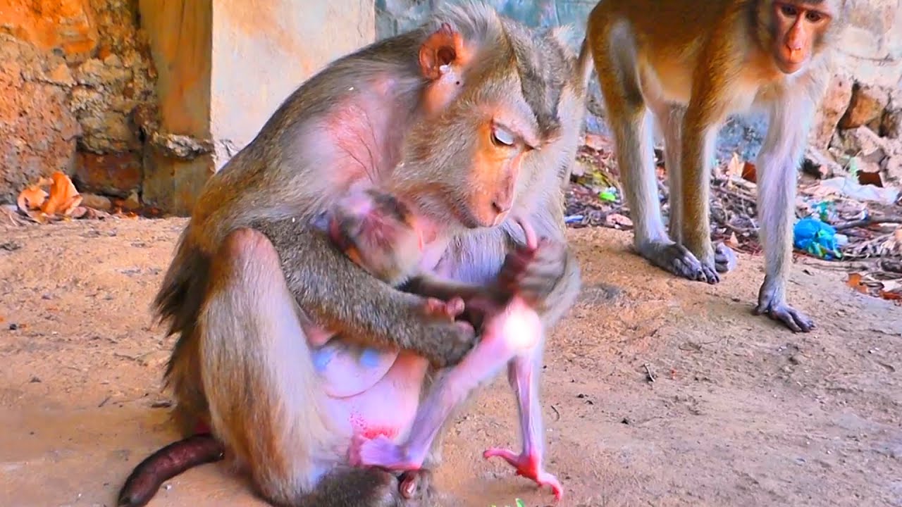 Tender Moment — Old Mama Gently Cares for and Checks on Her Newborn Baby 🐒💛
