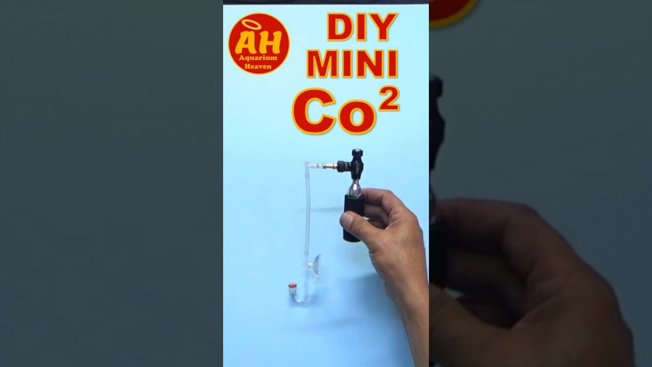 How to DIY Mini Co2 for Mini Aquarium #shorts #co2 #aquarium #fishtank