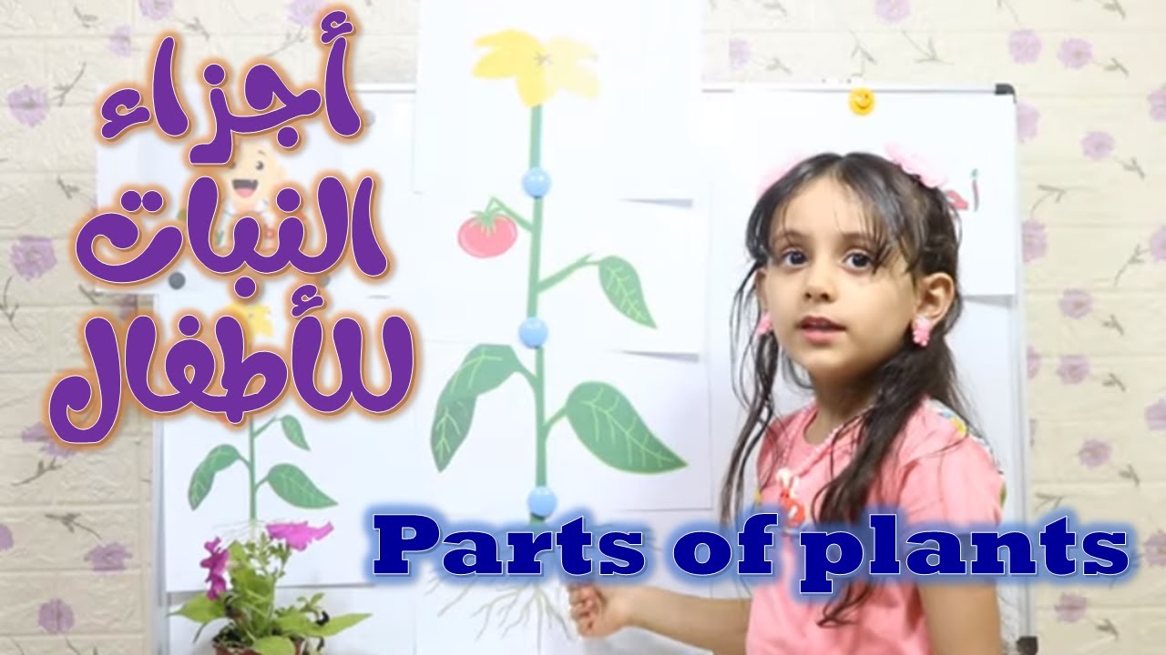 اجزاء النبات للأطفال | مكونات النبات | علوم | Parts of plants