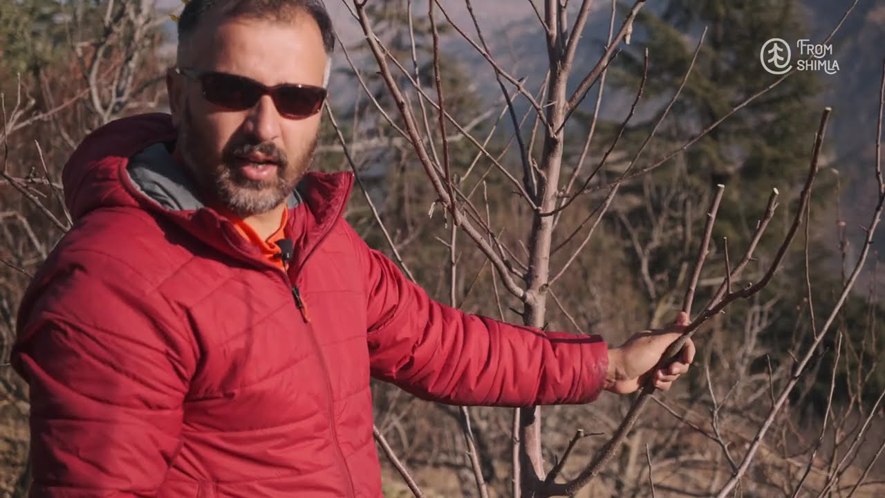 Click Pruning Essentials for Gala and Other Apically Dominant Varieties | Expert Pruning Series|