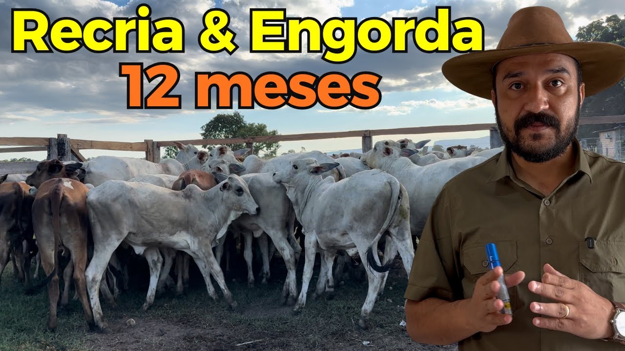 Recria e Engorda de Novilhas de Corte