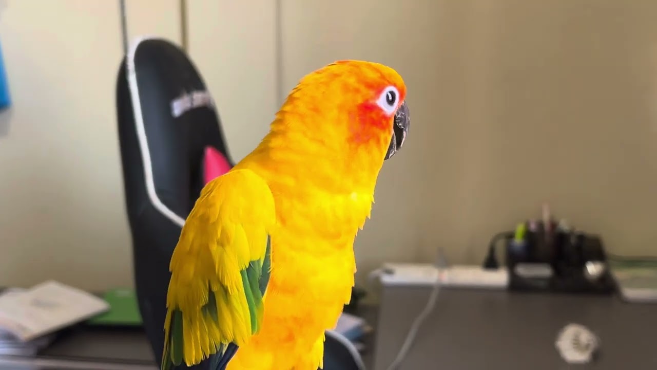 Sun Conure screaming | Julie screaming