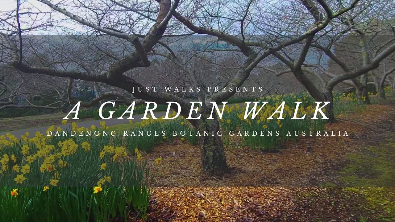 Dandenong Ranges Botanic garden walk in the rain with birdsong. Secret garden located!