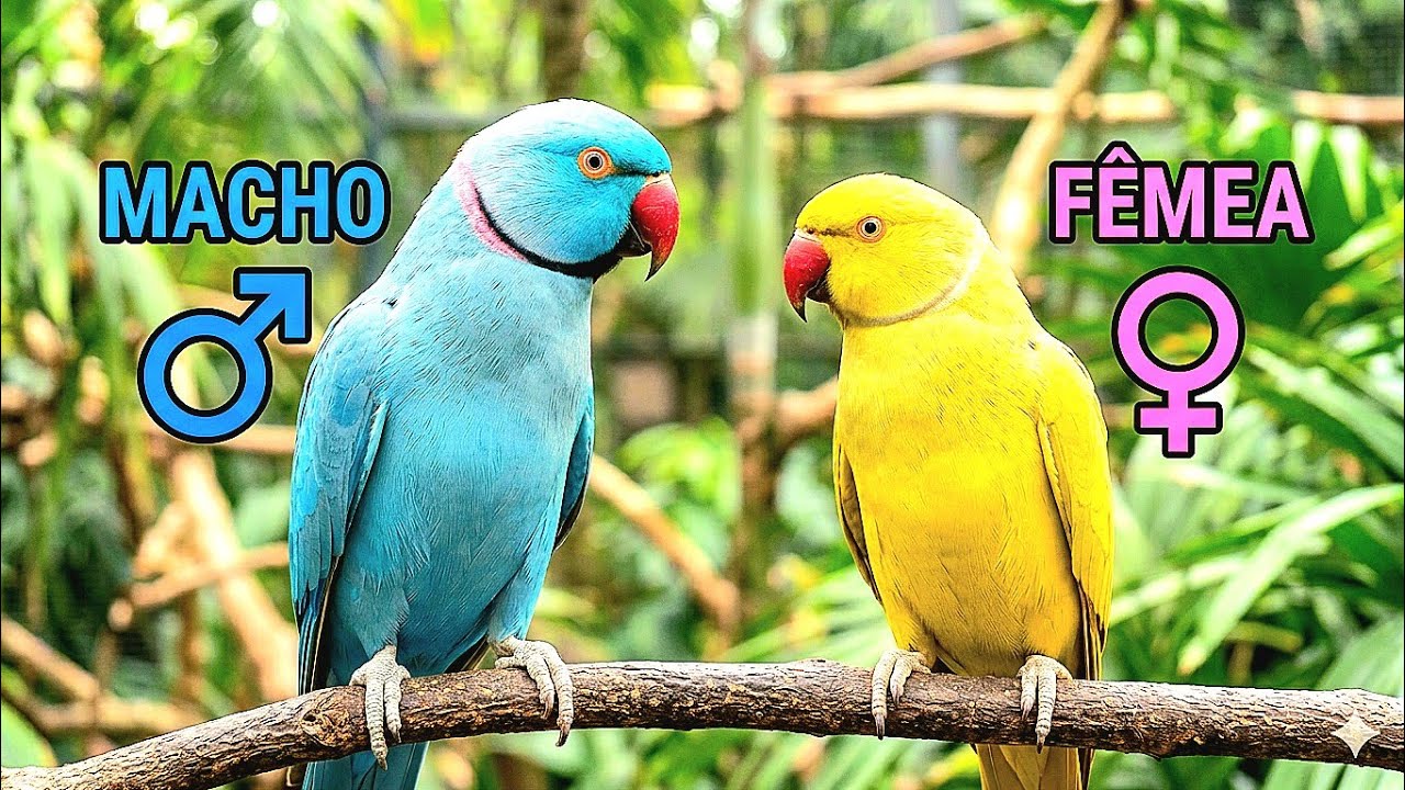 Ring Neck , macho ou femea, como saber. #ringneck #veterinariodeavesbh #rings #draves #ring #aves