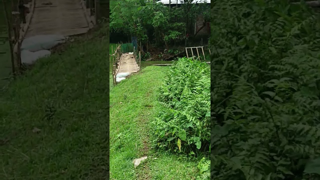 1st mini vlog/Assam/village life and its beautiful scenes/