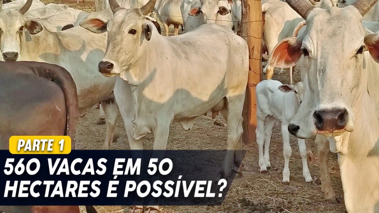 Como é feito o CONFINAMENTO de matrizes NELORE e quais suas vantagens?! (PARTE 01)