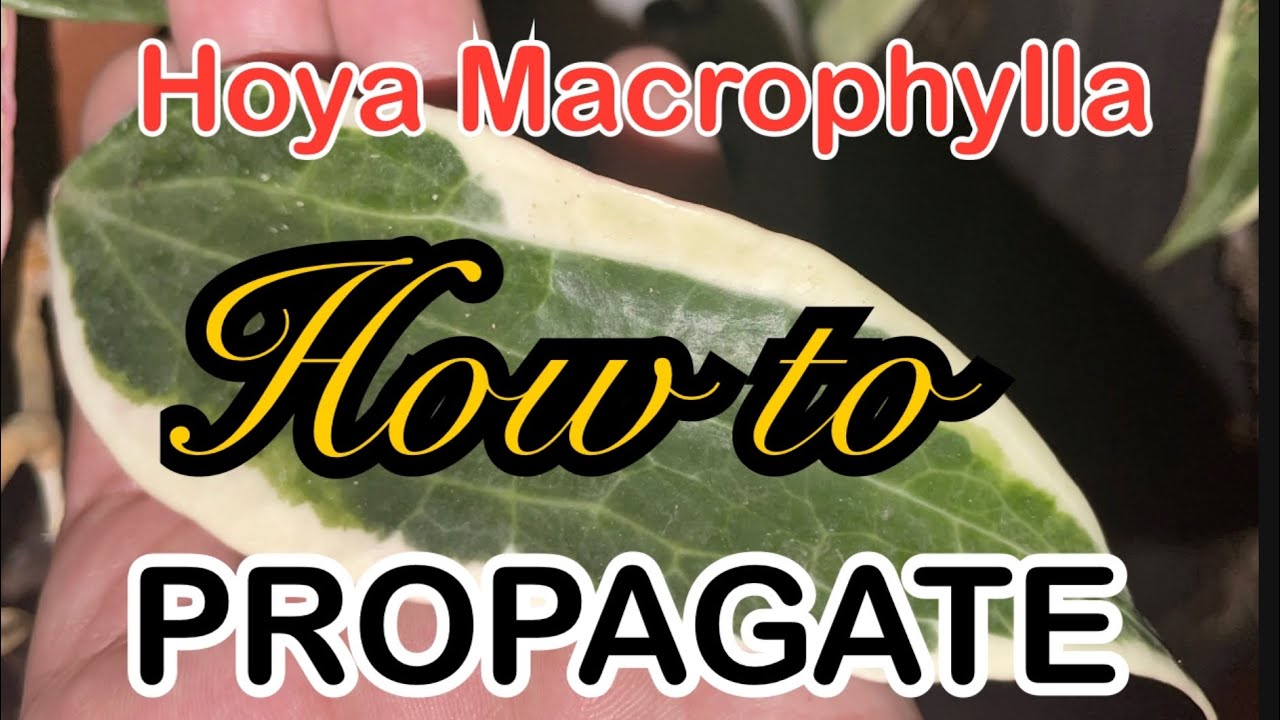 How to Propagate Hoya macrophylla variegata START TO FINISH WITH REAULTS. DIY tutorial propagating