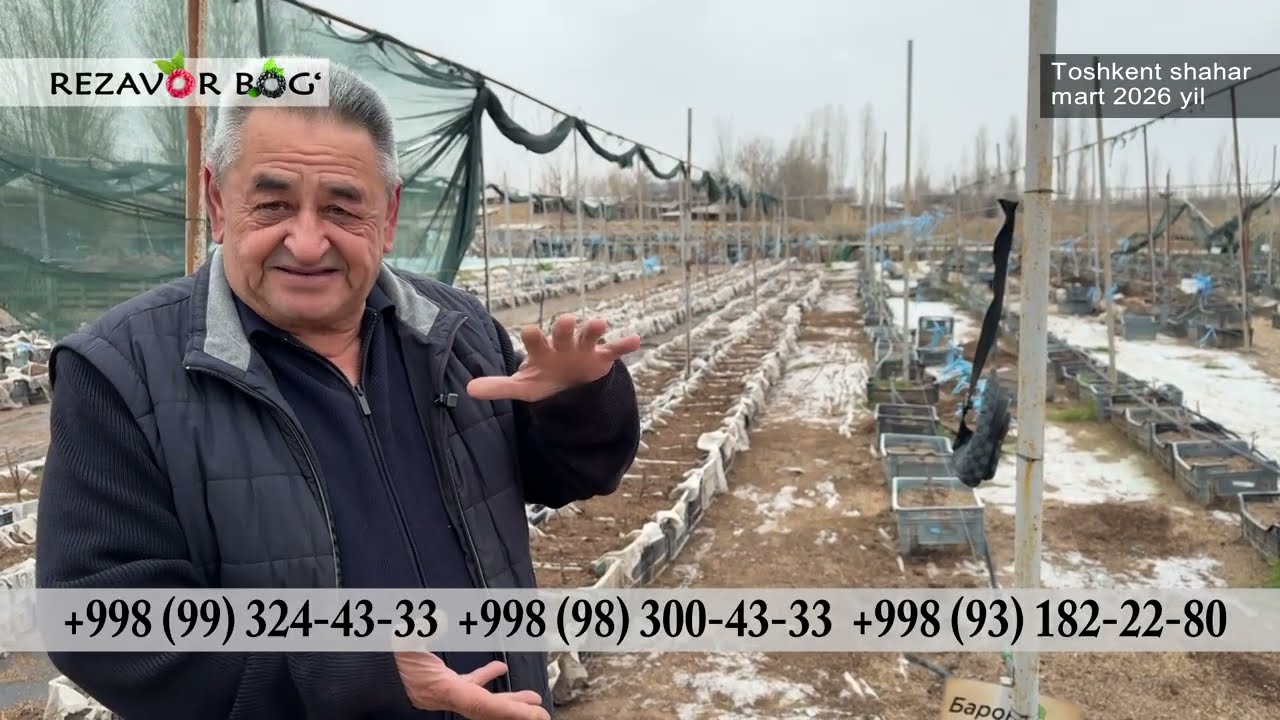 Malina plantatsiyasi - hamkorlik natijasi_2026 #malina #yejevika #garden #golubika
