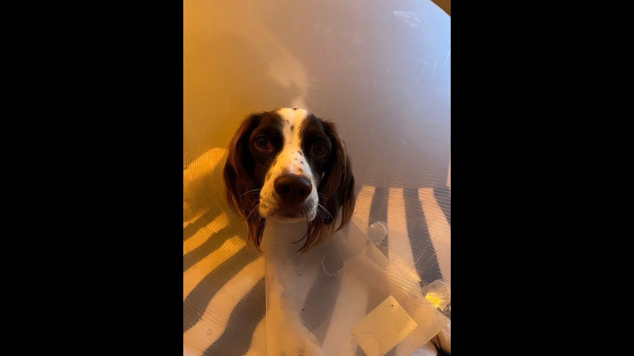 Hund nach Bandscheibenvorfall/ Bandscheiben OP Regenerationszeit