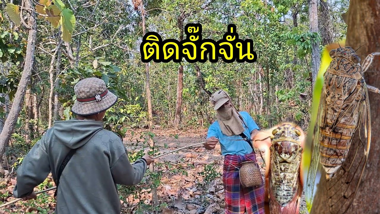 เลาะติดจั๊กจั่งยามแลงจ้า