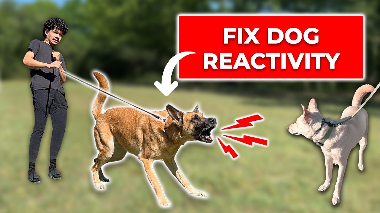 How to Fix Your Dog's Reactivity in 2026 (Full Guide)