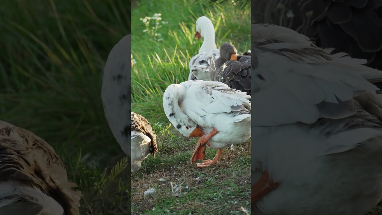 Serene Moments: Flock of Duck Geese in Stunning 4K. @atmosyoutube