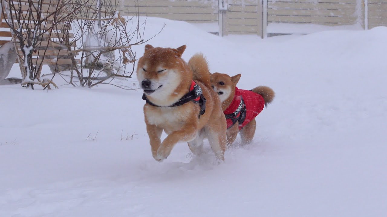 柴犬妹、３週間ぶりの合流で破壊力がすごい。