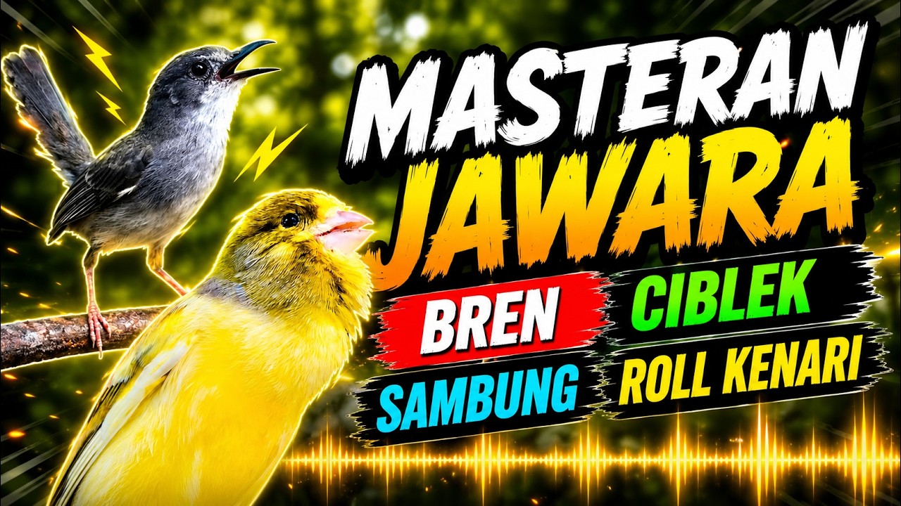 Masteran Burung Juara! Tembakan Ciblek Sambung Ngeroll Kenari – Isian Mewah, Panjang Auto Gacor 🔥