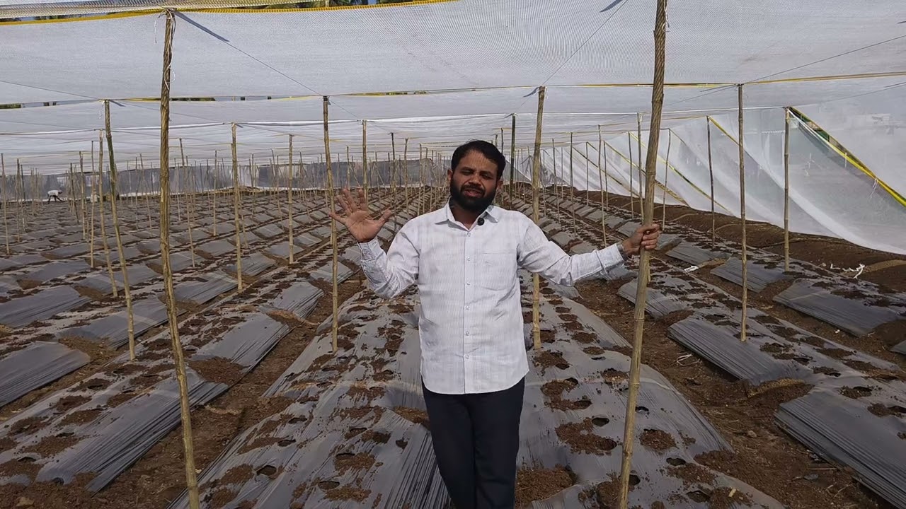 तुमच्या कडे या गोष्टी असतील तर च उन्हाळी सिमला मिरची, रेग्युलर मिरची, लावा? नसेल तर लावू नका?#सिमला 