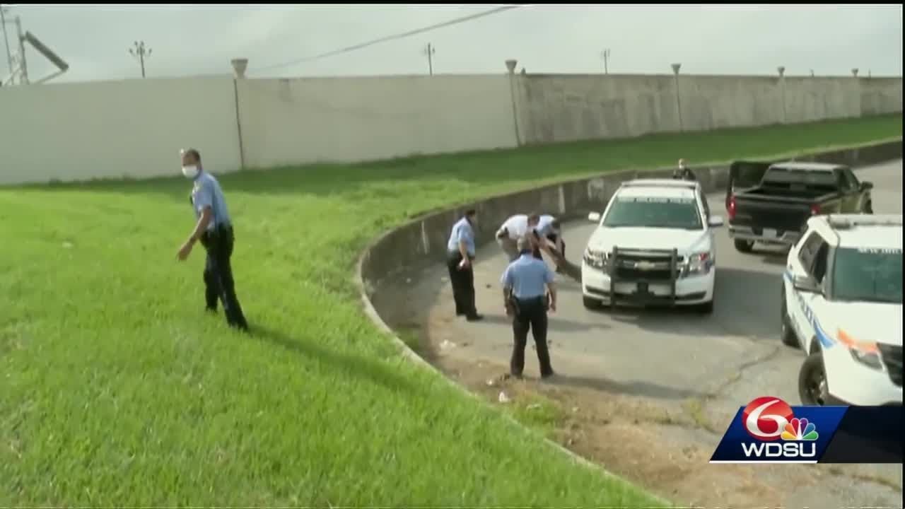 Conflicting opinions on how alligator was handled in Lakeview