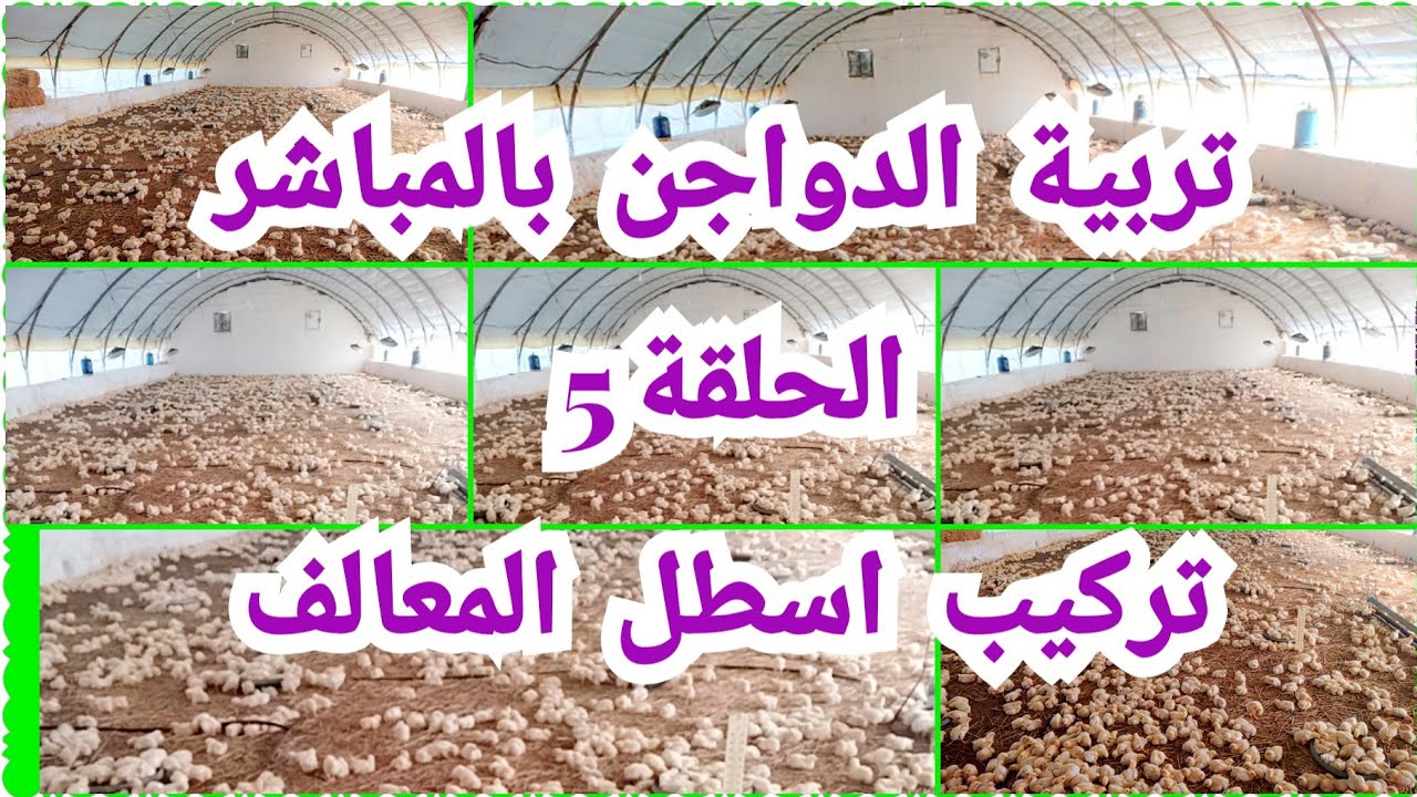 تربية الدواجن بالمباشر الحلقة5 تركيب اسطل المعالف