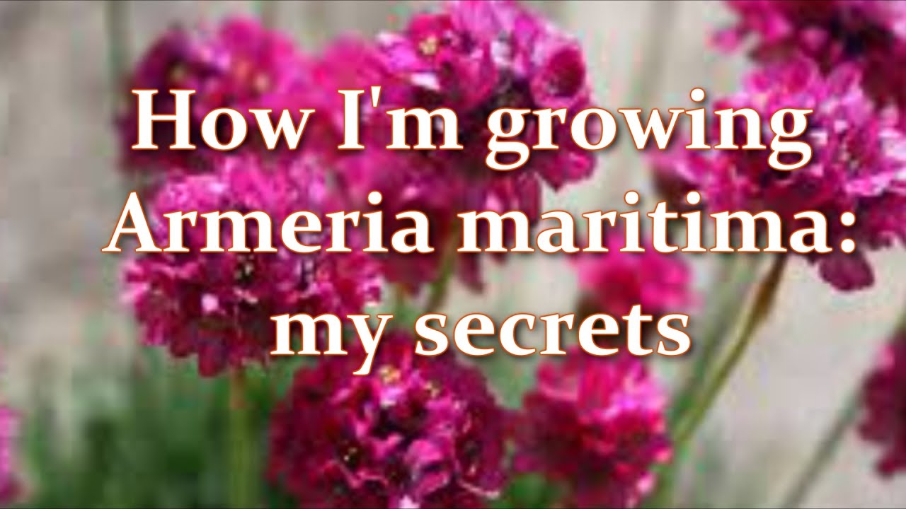 How I'm growing Armeria maritima: Secrets. Varieties of Armeria - Alexa's Garden