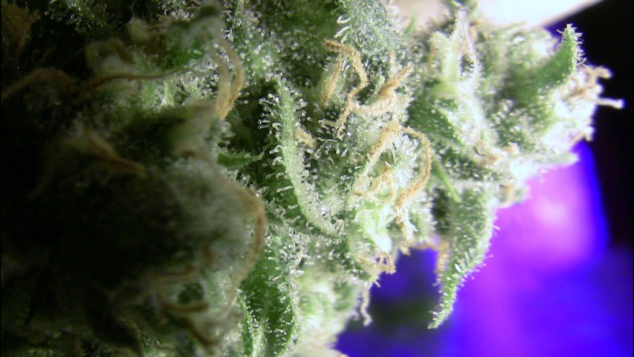 Feb. Bud Porn 2015 Motivational Trichome Cultivation