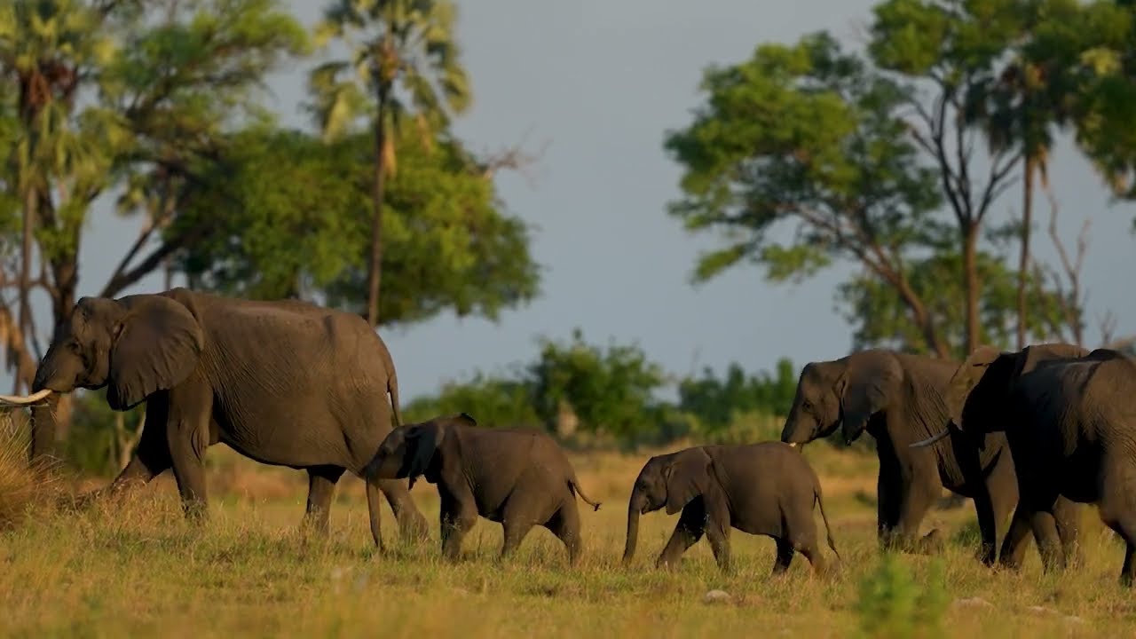 World Elephant Day 2025: Matriarchs and Memories