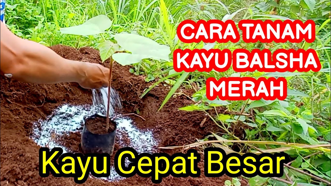 cara tanam kayu balsa merah