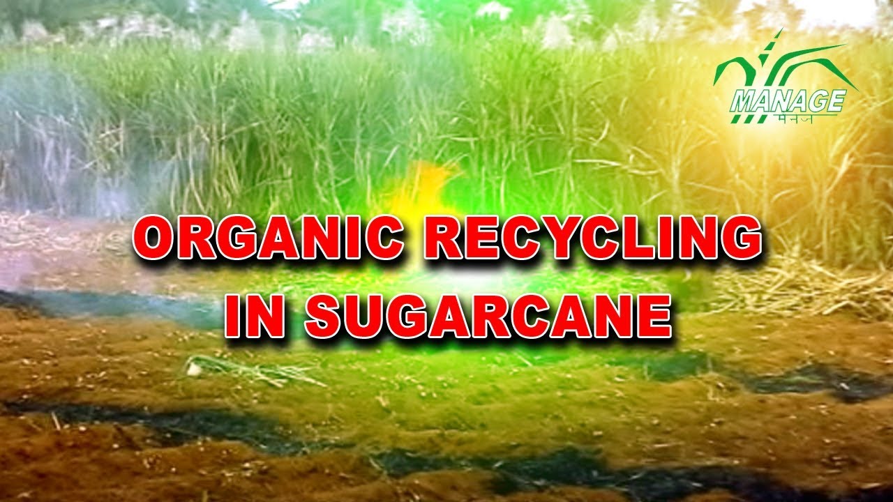 Organic recycling in sugarcane