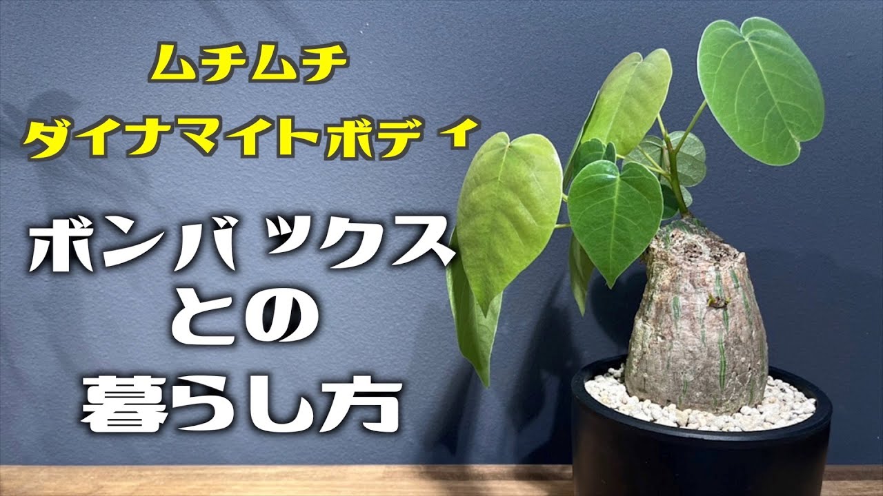 【塊根植物】ムッチリセクシーなダイナマイトボディ！ボンバックスとの暮らし方。【灌木_多肉_アガベ_CODEX_ストックガーデン_ROOT】