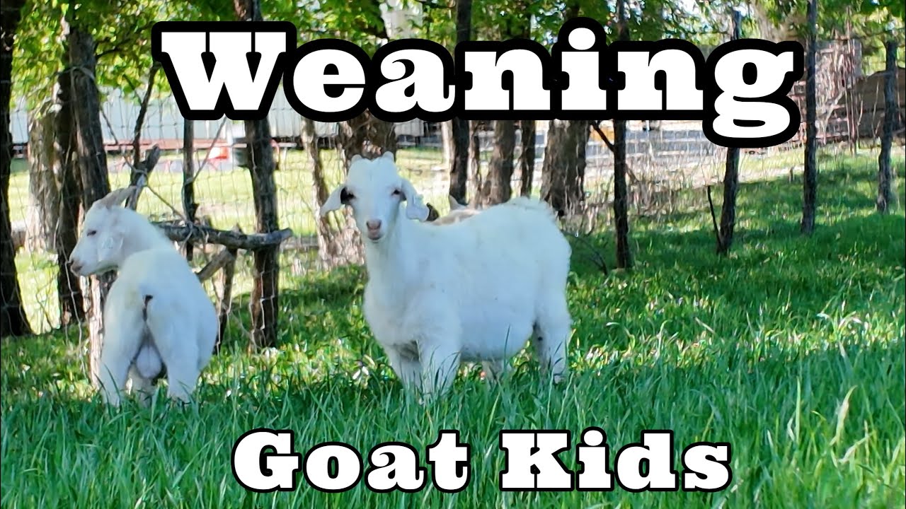 Weaning Goats | Goat Video