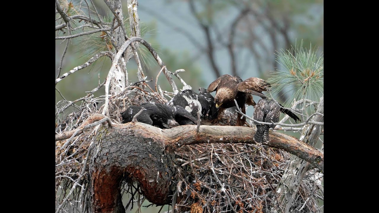 Golden Eagles Raise A Hawk