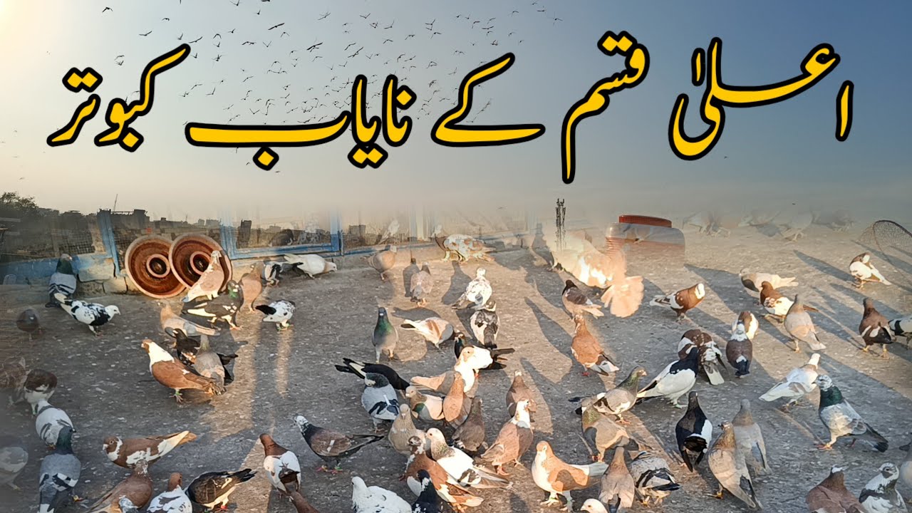Punno Bhai K Ala Kism K Fighter Kabootar In Near Multan Kabootar Mandi ❤️||