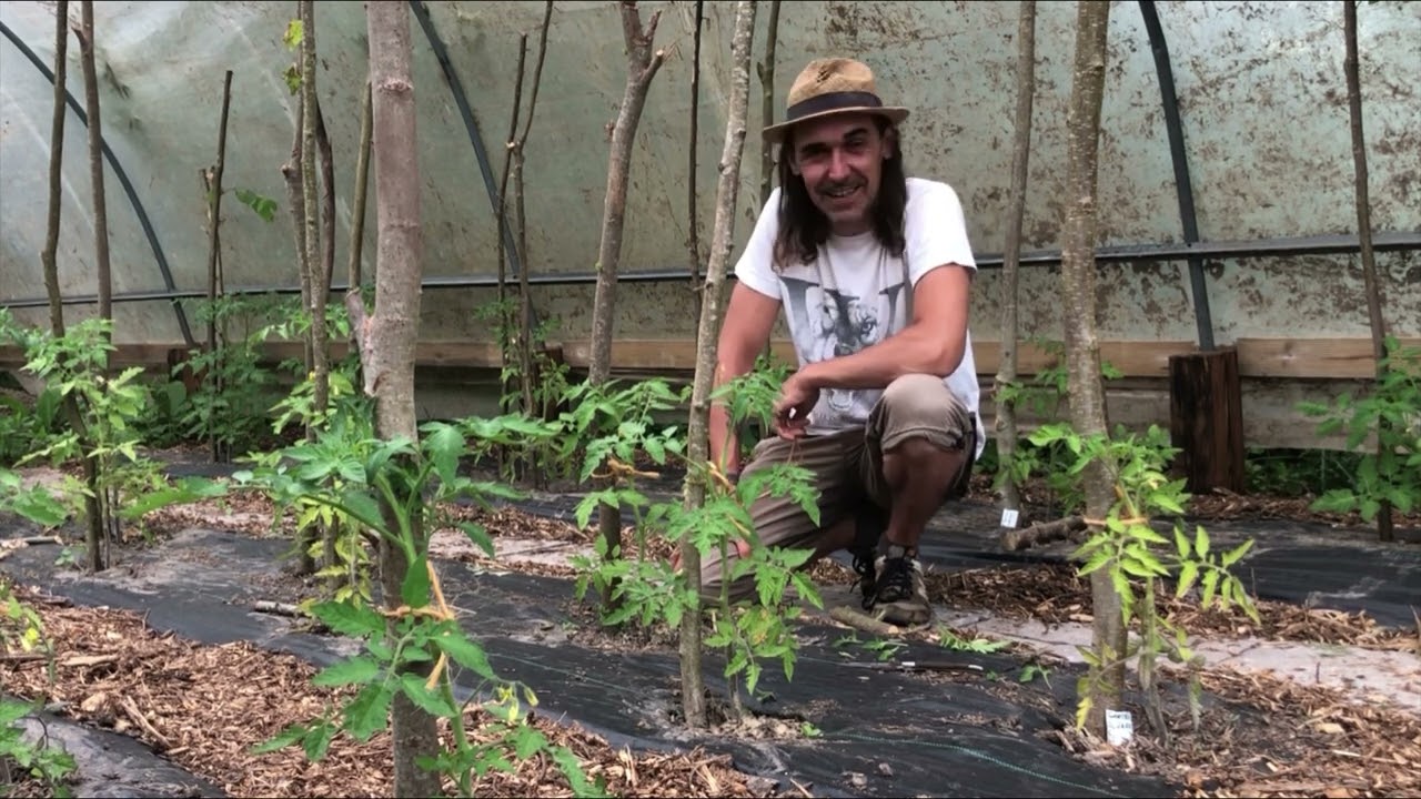 Arrosage des tomates : conflit de génération / divergence d’opinions