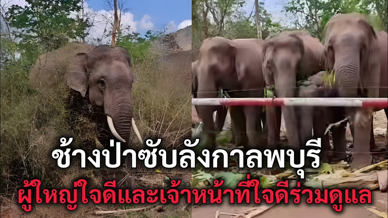 ช้างป่าซับลังกาลพบุรี ผู้ใหญ่ใจดีและเจ้าหน้าที่ใจดีร่วมดูแล