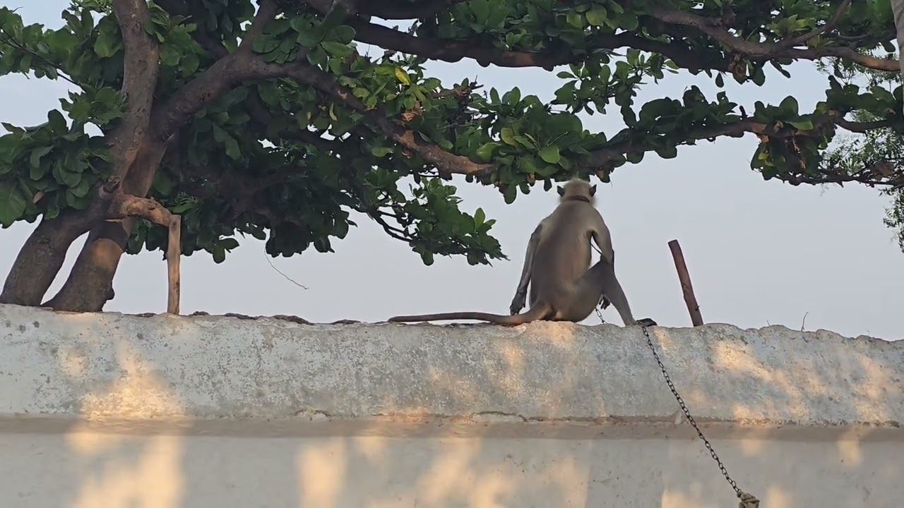 Hanuman monkey