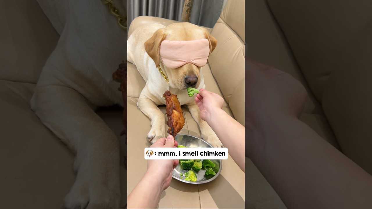 This dog got duped into eating broccoli. Just watch his face&hellip; 😂 #shorts