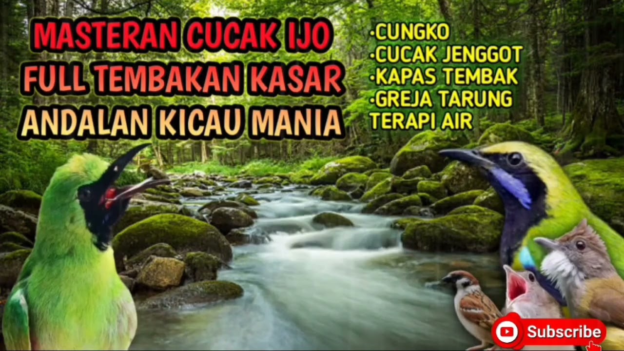 MASTERAN CUCAK IJO FULL TEMBAKAN KASAR #cucakijo #cungkokgacor #cucakjenggotgacor #kapastembakgacor