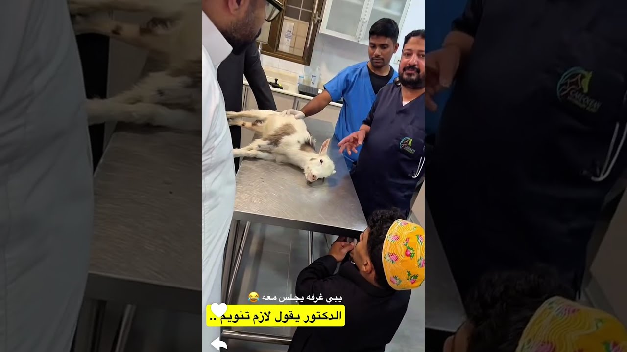 ابو ريان الخروف يتكلم ؟ 😂😂