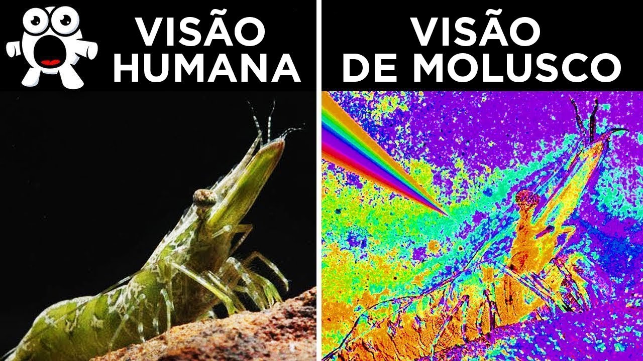 Como Os Animais Veem O Mundo