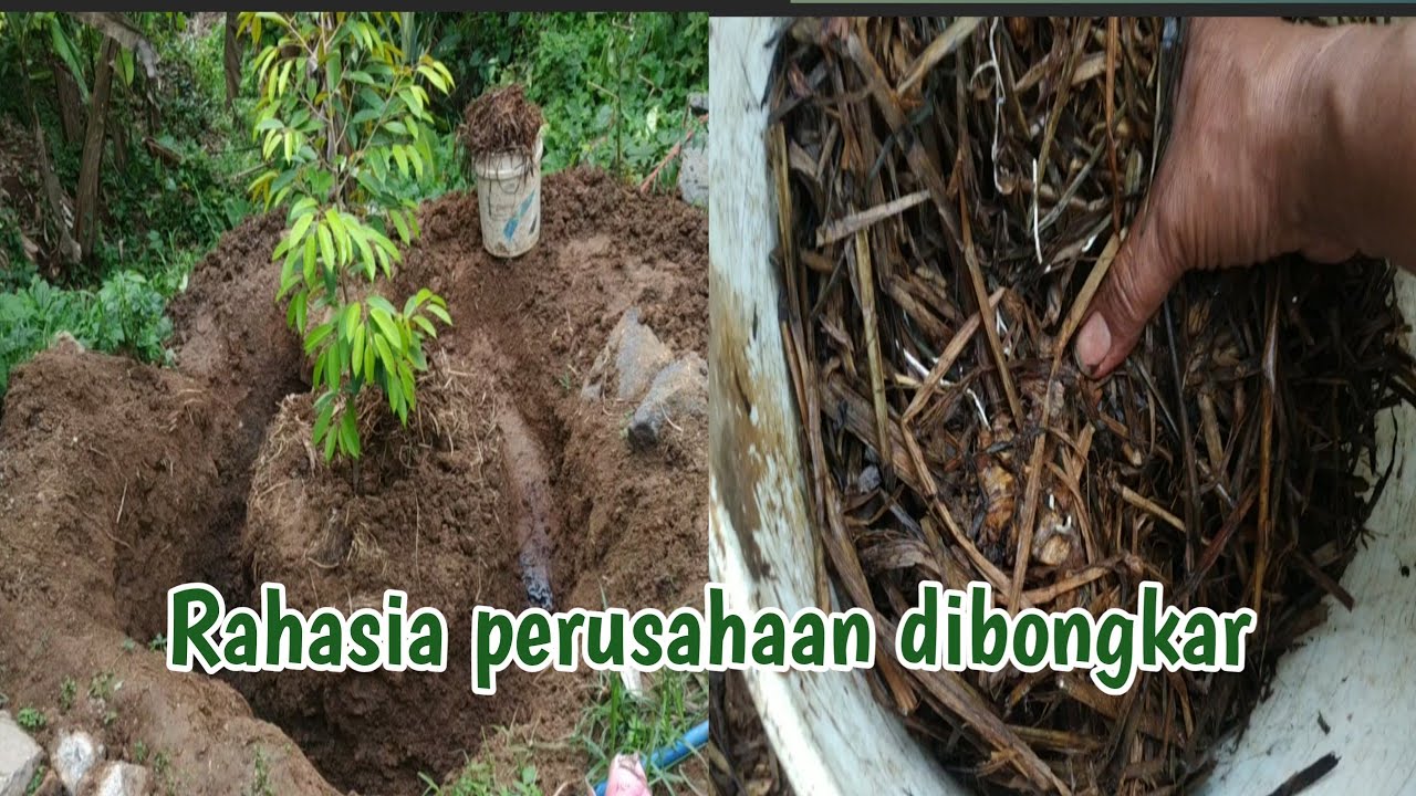 Rahasia Pohon Durian cepat membesar dan sehat