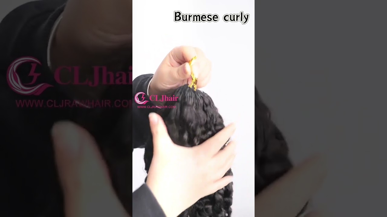 Burmese curly 