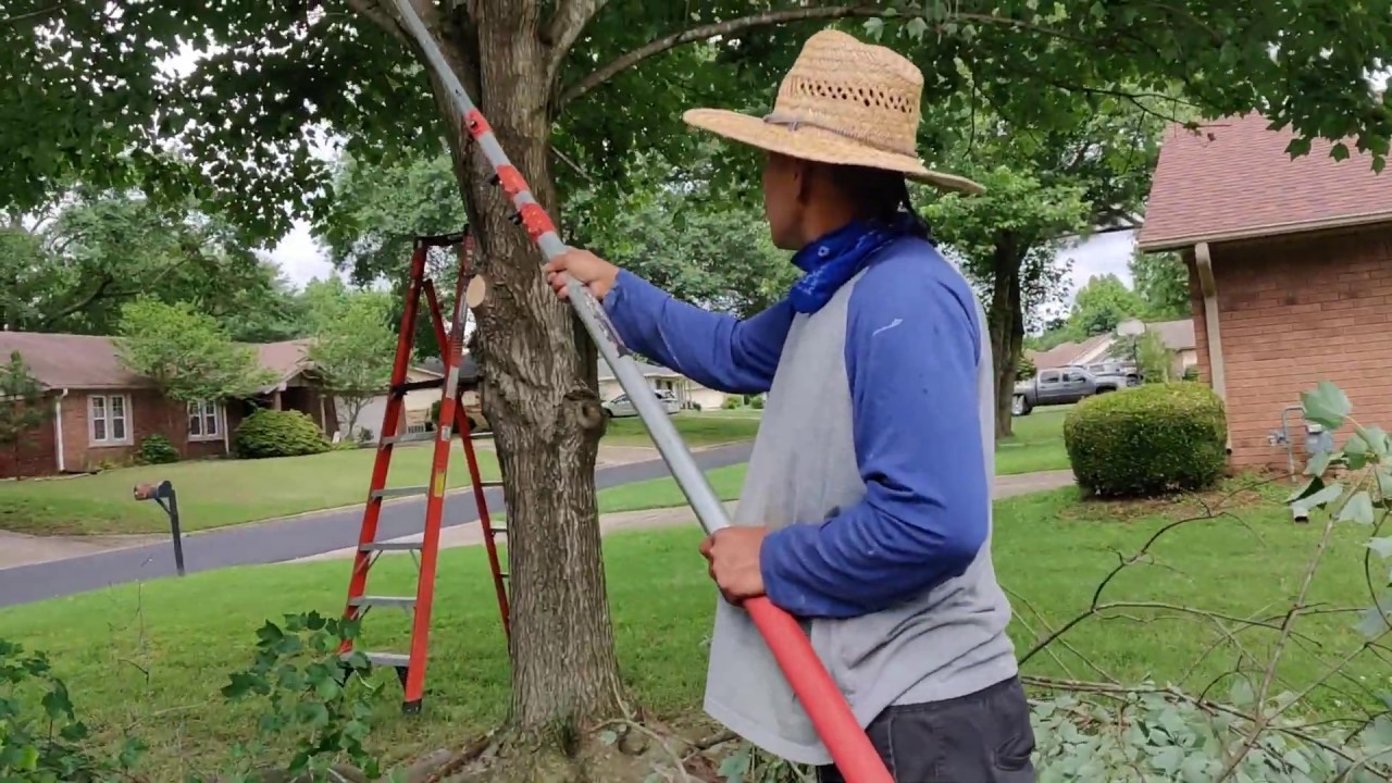 Teaching noob how to trim a tree with a manual pole saw