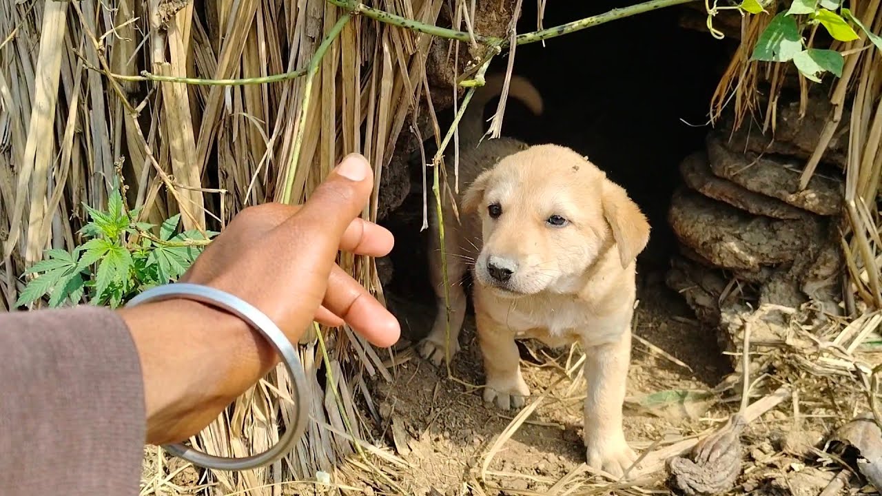 Part_ 2 🐶😍कुत्ते का छोटा सा पप्पी को परेशान करना मेरा काम ||