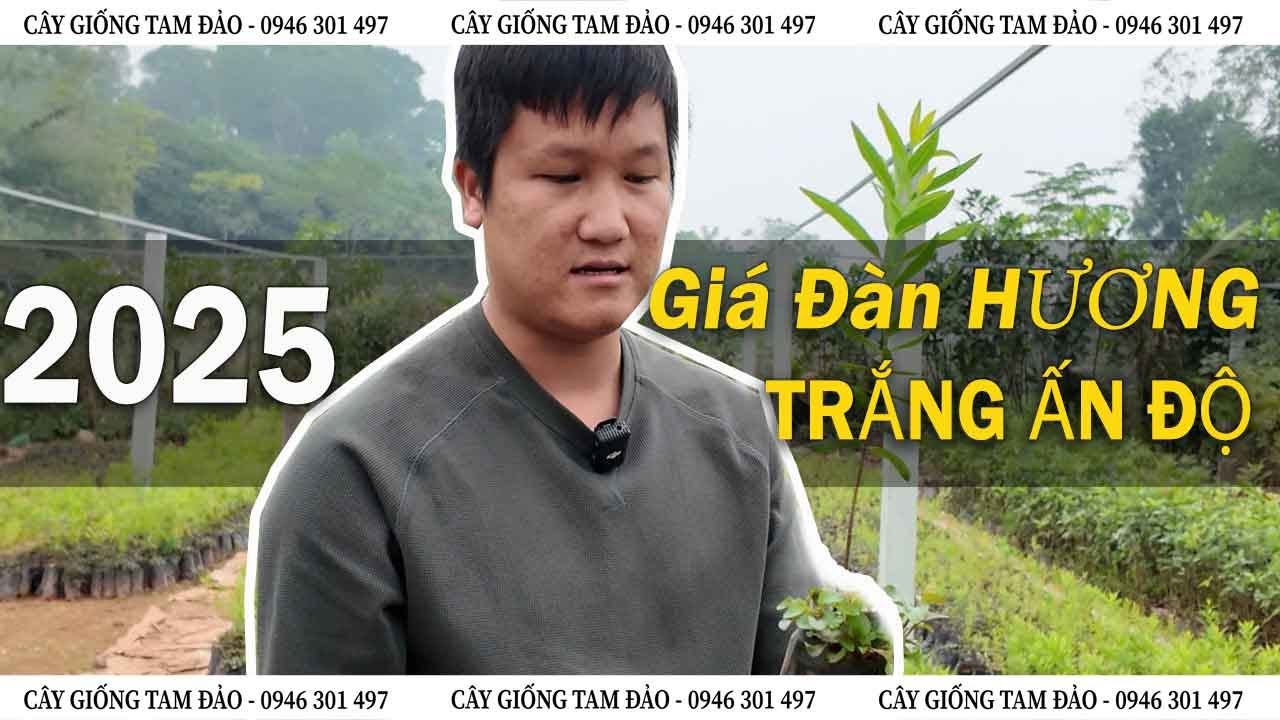 Giá Cây Đàn Hương Trắng Ấn Độ | Cây Vụ Mới Nhất 2025