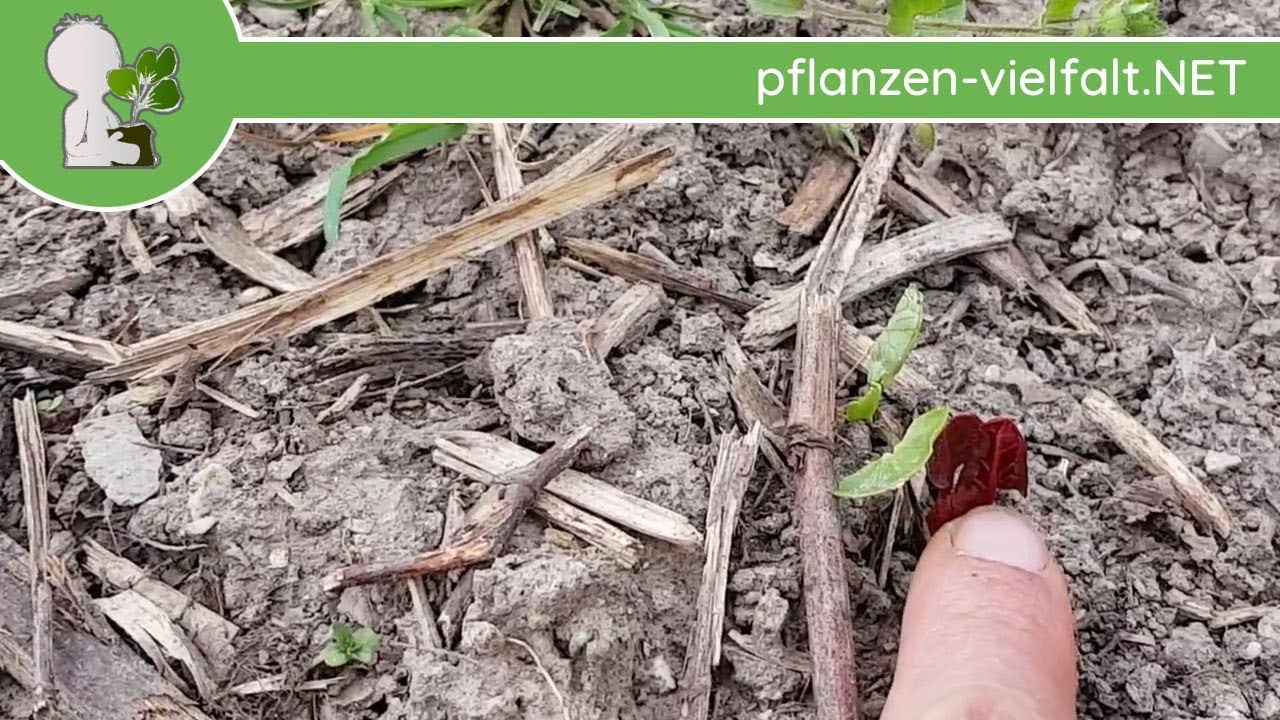 Japanischer Staudenknöterich - Erste Boten - 12.04.18 (Fallopia japonica)  - Wildpflanzen-Bestimmung