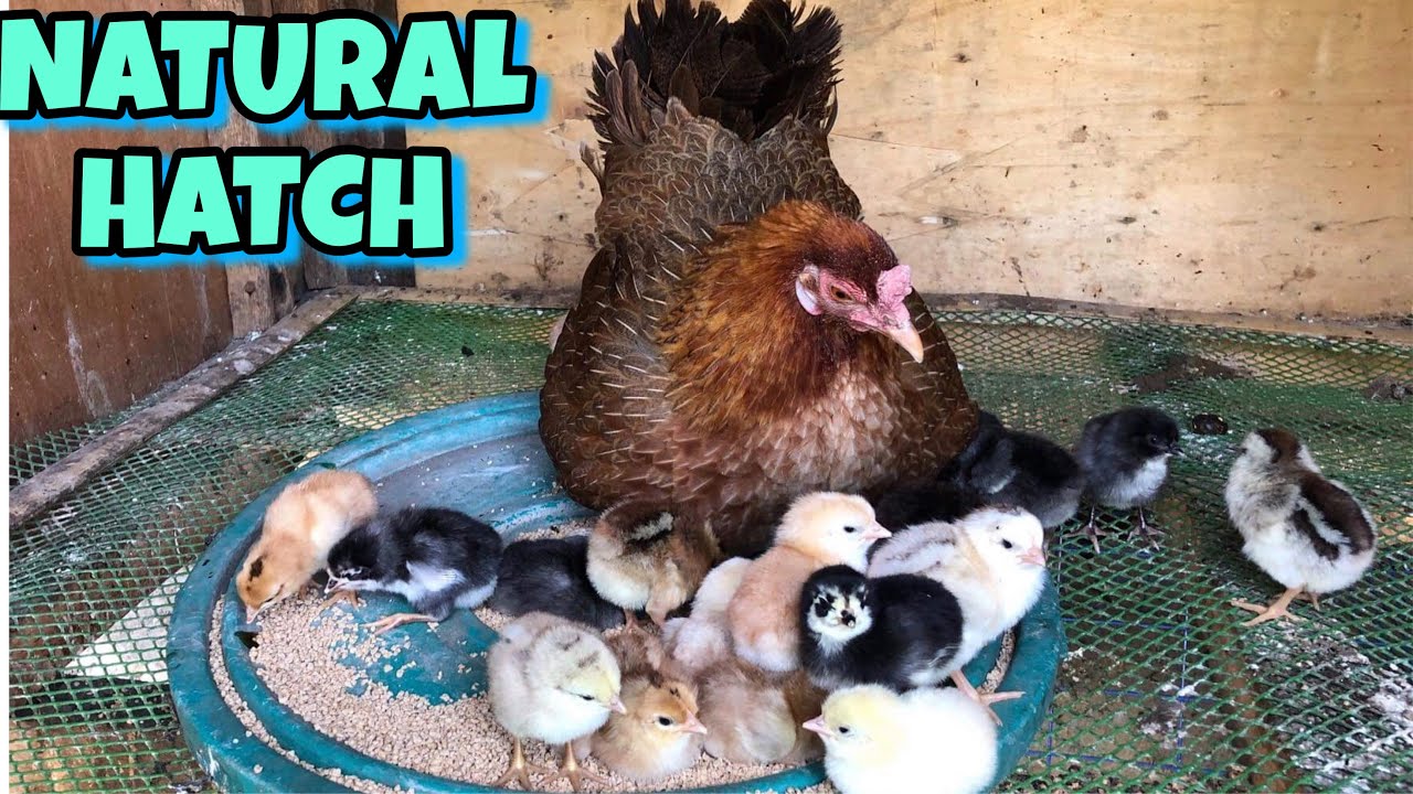 NATURAL HATCH NO NEED INCUBATOR