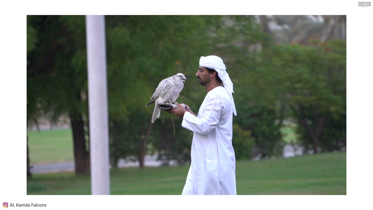 Gyr Falcon Development  تربية صقر الجير
