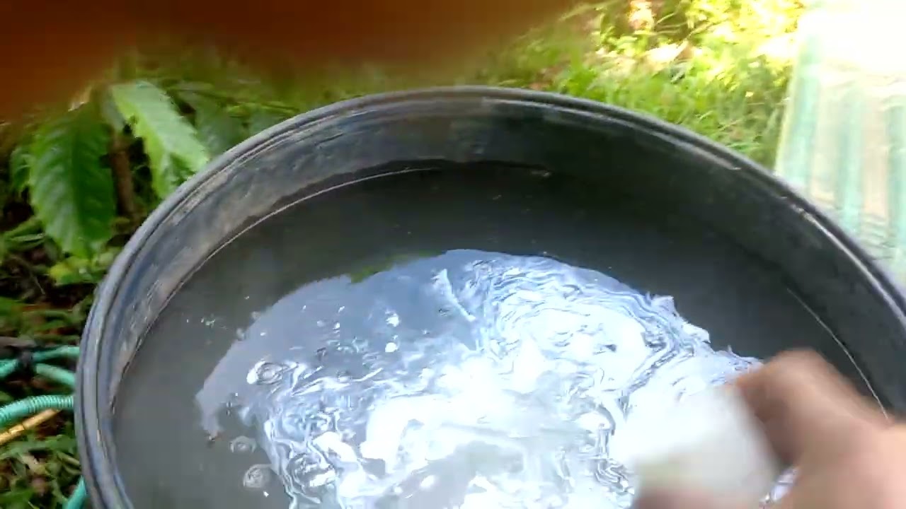 Phòng rệp sáp, mọt cành và hỗ trợ hoa cho cà phê 