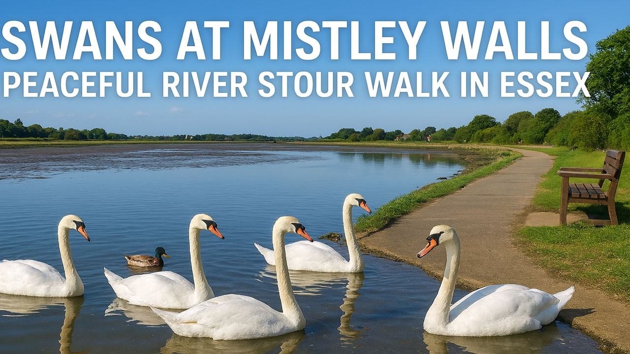 Swans at Mistley Walls: Peaceful River Stour Walk in Essex