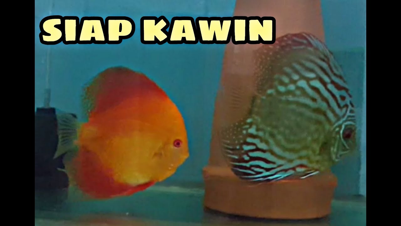 ciri-ciri ikan discus mau kawin | pasangan hasil jodohkan