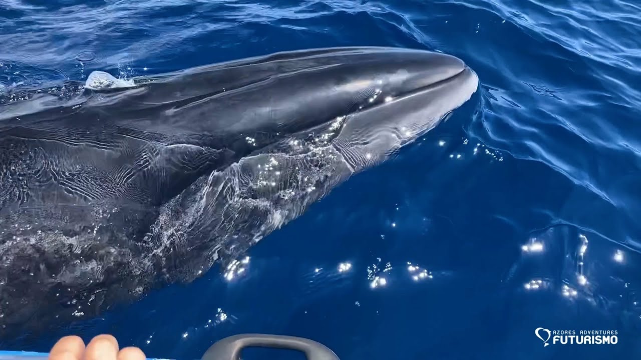 SEI WHALE CLOSE ENCOUNTER FUTURISMO PICO AZORES